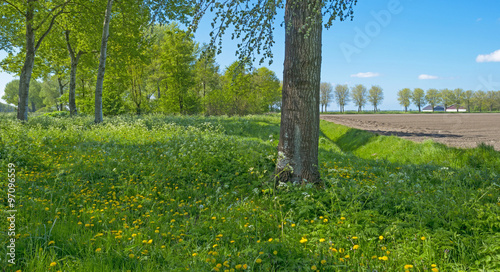 Wild flowers in a field in spring