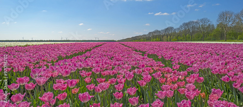 Fototapeta Naklejka Na Ścianę i Meble -  Tulips in a field in spring