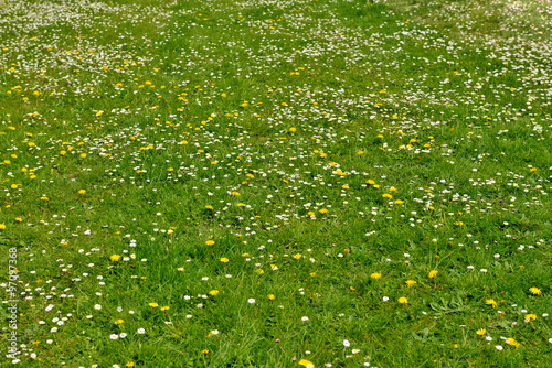 Green grass field with yellow flowers