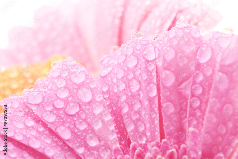 ガーベラの花と水滴 ガーベラの花と水滴