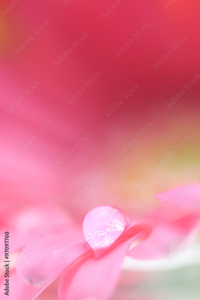 ガーベラの花と水滴