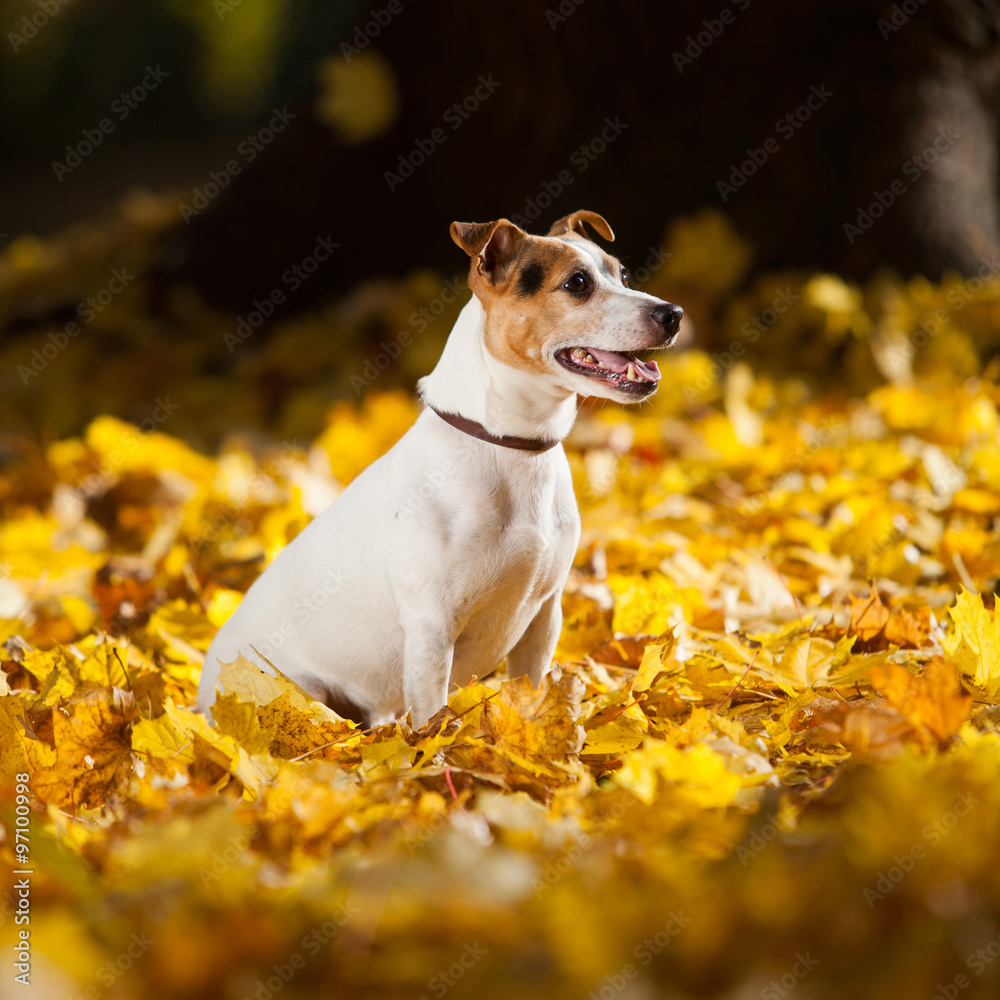 Gorgeous jack russell terrier sitting in yellow leaves