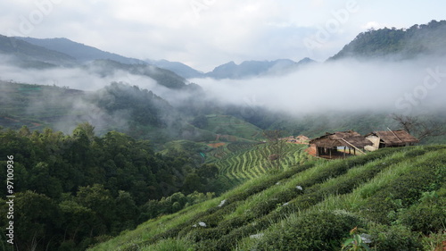 Timelapse Clip. Beautiful Morning at Tea Plantation Field. Doi angkhang, Chiangmai province. THAILAND.