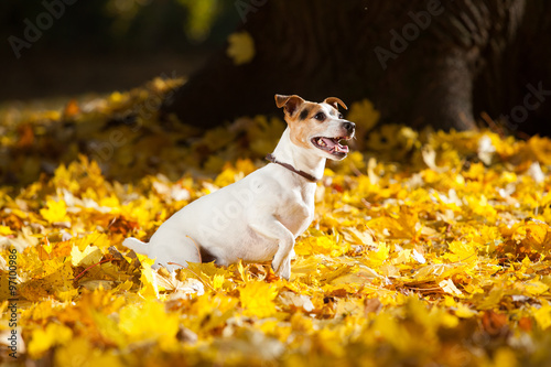 Amazing jack russell terrier in autumn