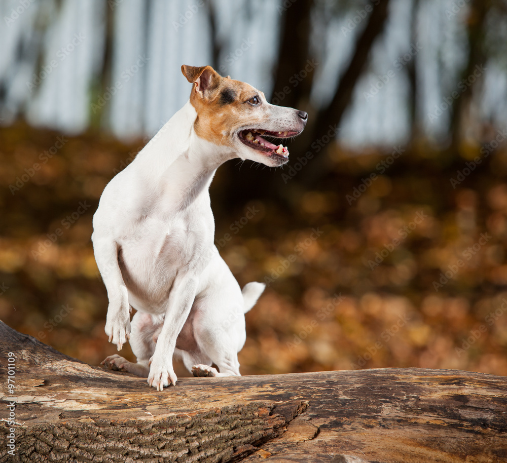 Amazing jack russell terrier in autumn