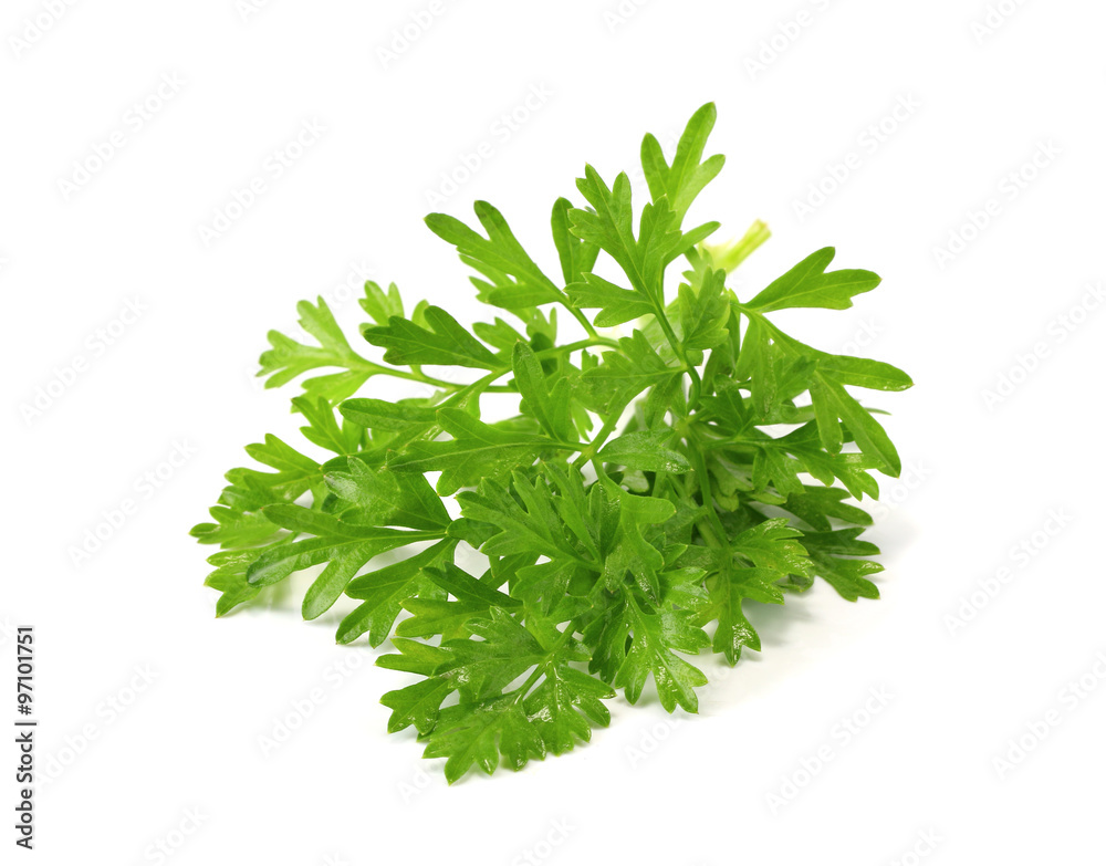Coriandrum spp.tree, have medicinal properties and as a vegetable or used to cook it. Coriandrum spp.tree, have medicinal properties and as a vegetable or used to cook it.
