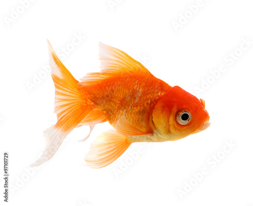Gold fish. Isolation on the white background
