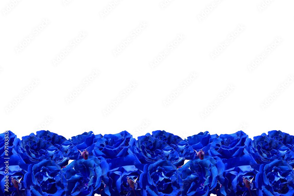 Blue Roses Frame