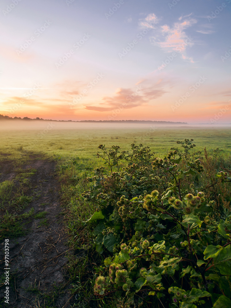 Misty Morning In The Field - Summer Landscape