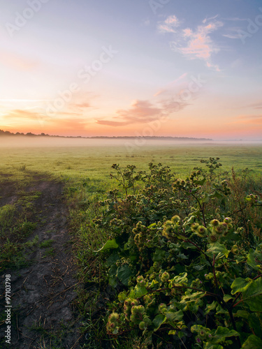 Misty Morning In The Field - Summer Landscape