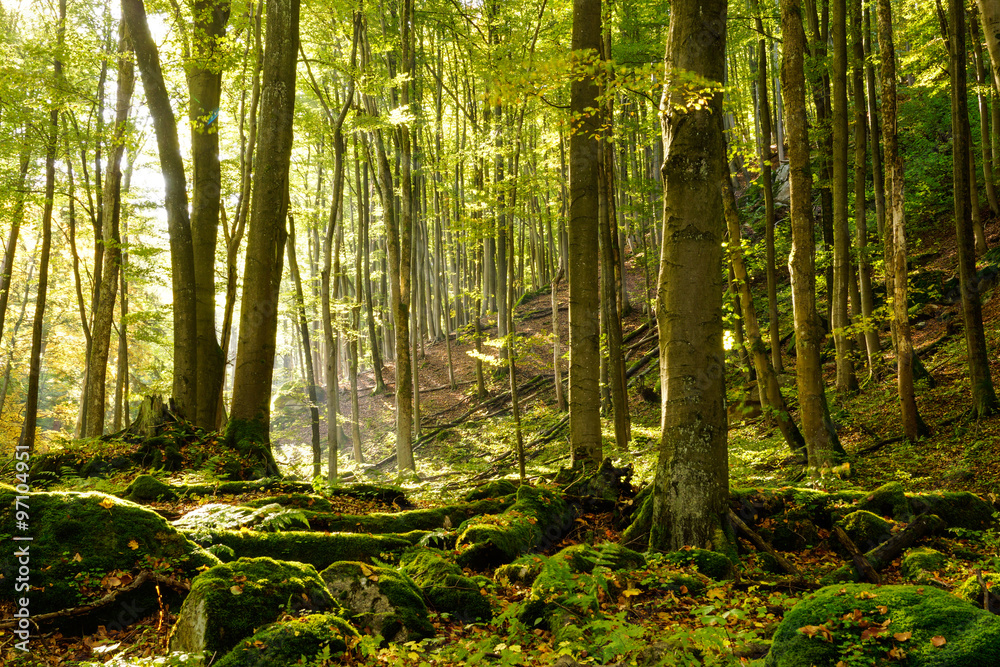 Obraz premium Magic forest