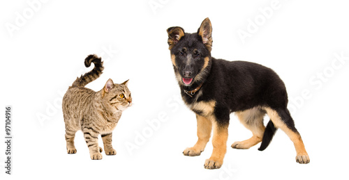 German Shepherd puppy and cat Scottish Straight