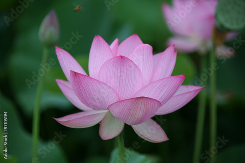 Lotus flower