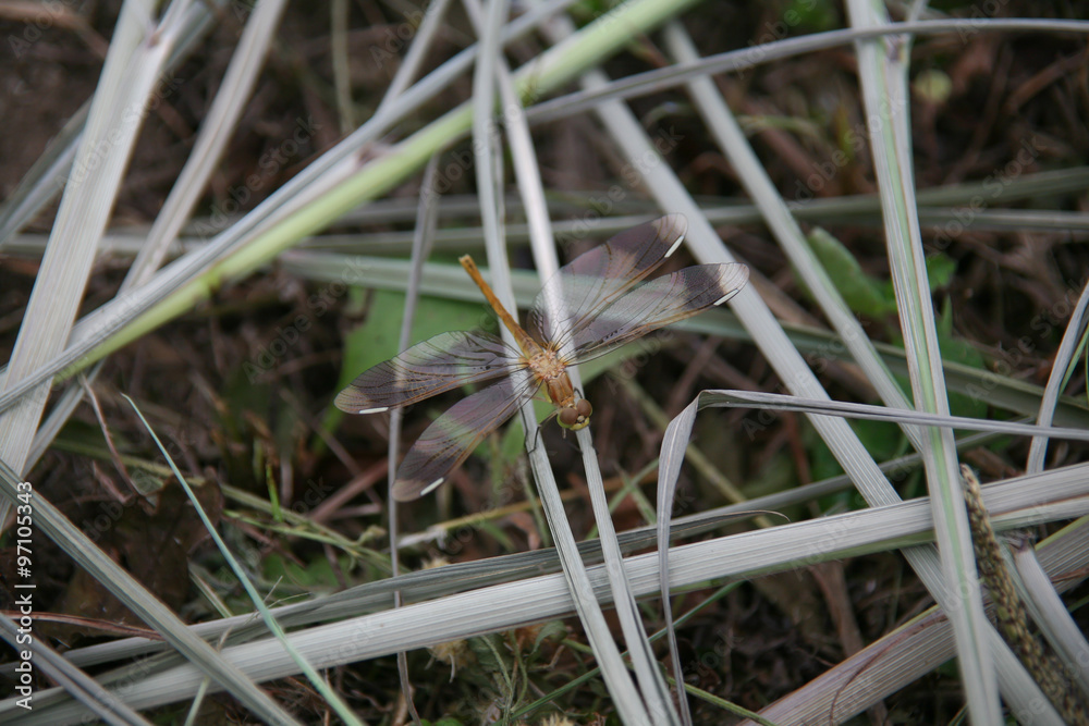 Dragonfly Dragonfly