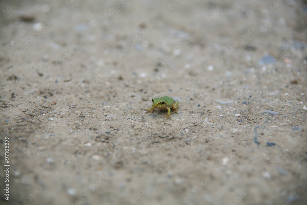 A frog on the ground