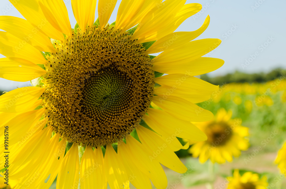 sunflower sunflower
