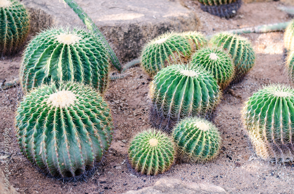 Golden Barrel Cactus in a garden.
