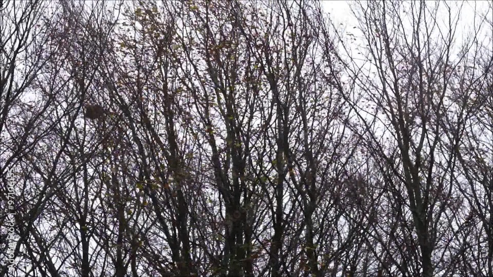 Starker Wind bläst durch kahle Baumkronen im Spätherbst Starker Wind bläst durch kahle Baumkronen im Spätherbst