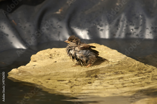 Swimming sparrow