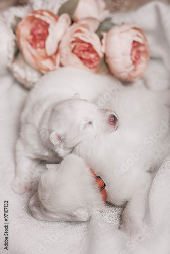 first day puppies for Samoyed dogs