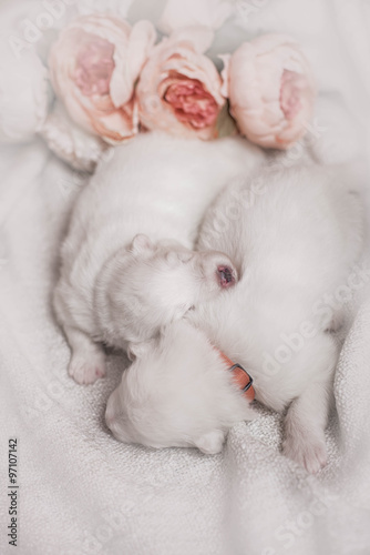 first day puppies for Samoyed dogs