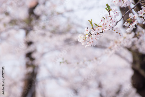 桜