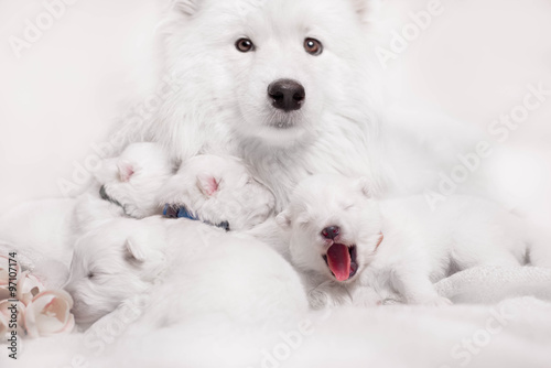 first day puppies for Samoyed dogs © brusnikaphoto