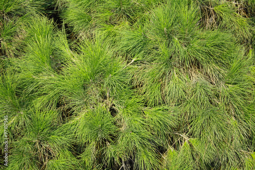 Pine needles background photo