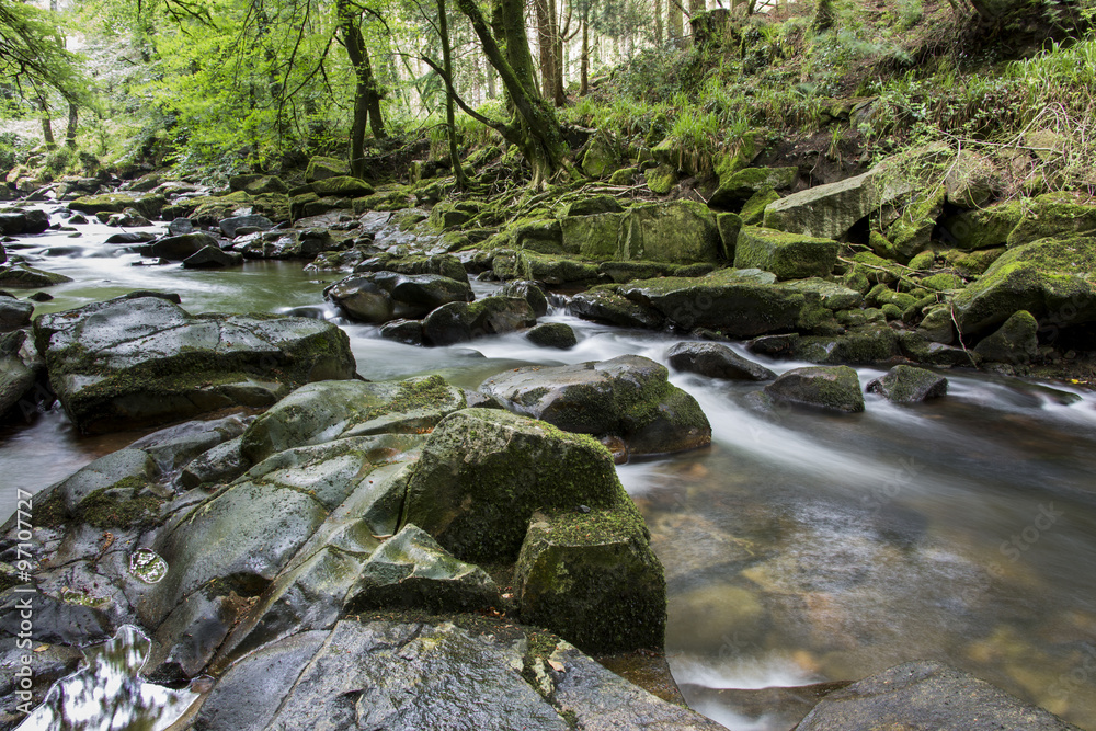 Obraz premium Waldfluss