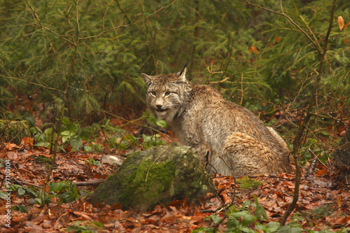Eurasian Lynx  Lynx lynx 
