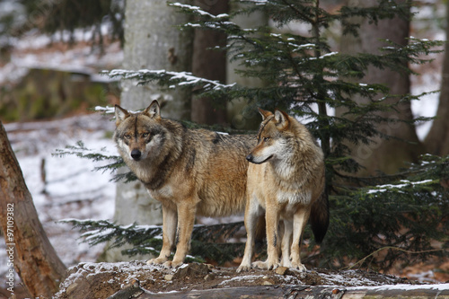 EUROPEAN WOLF, canis lupus