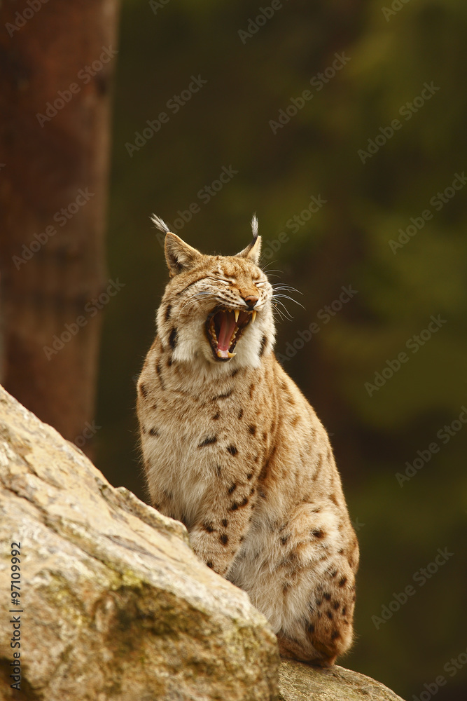 Fototapeta premium Eurasian Lynx (Lynx lynx)