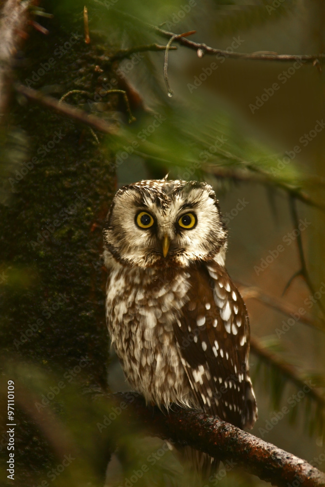 Tengmalms owl (Aegolius funereus) Tengmalms owl (Aegolius funereus)