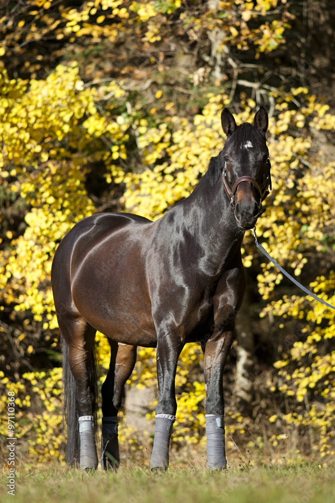horse portrait with yellow autumn leaves background
