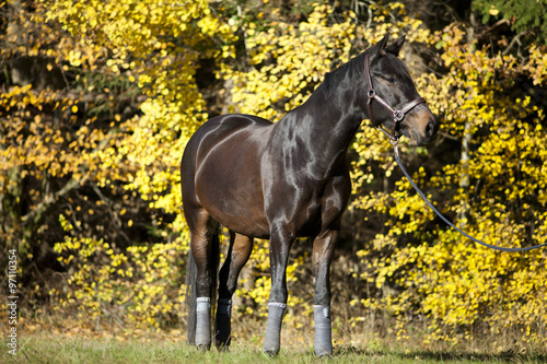 Fotografie trakehner pferd portrait im Herbst mit gelben Blättern im Hintergrund