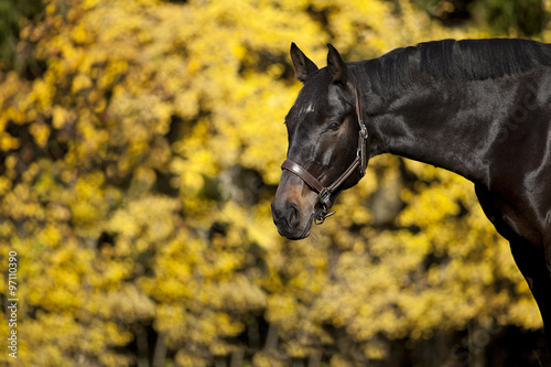 Fototapeta Naklejka Na Ścianę i Meble -  horse portrait on meadow with yellow autumn leaves in background