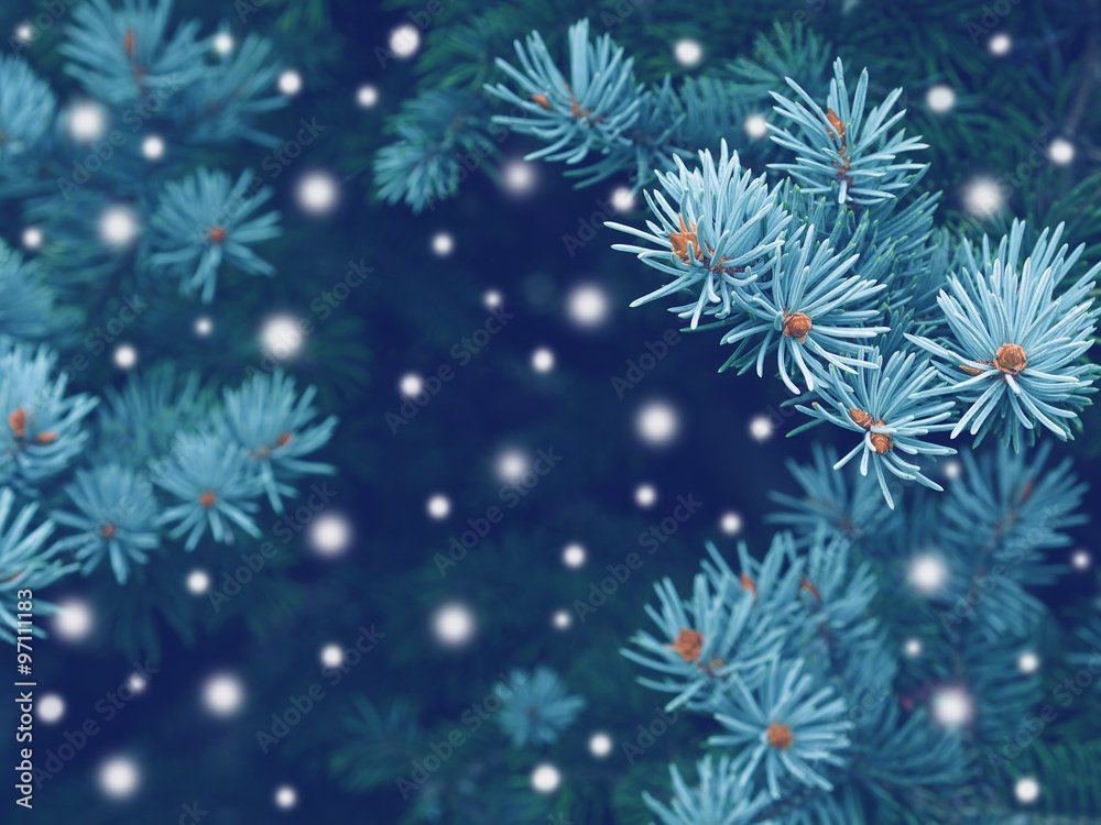 Blue spruce background with snow,christmas magic toned effect greeting card