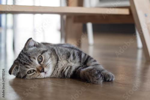 cat kitten sleep on wood floor under wood table
