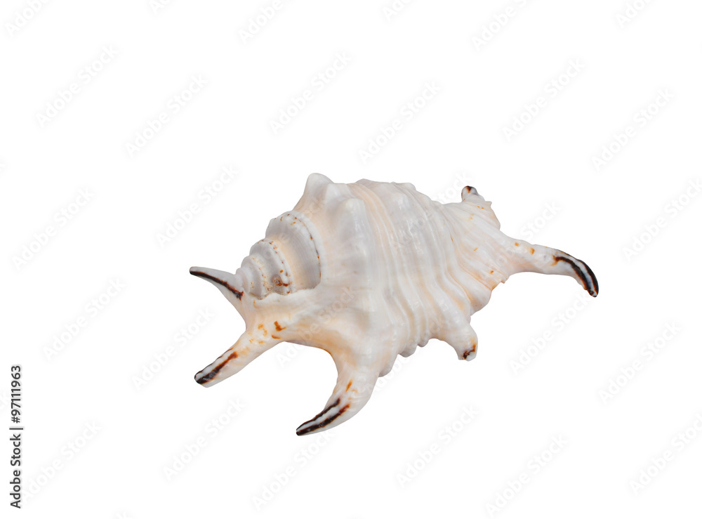 A strange looking conch isolated on white background A strange looking conch isolated on white background