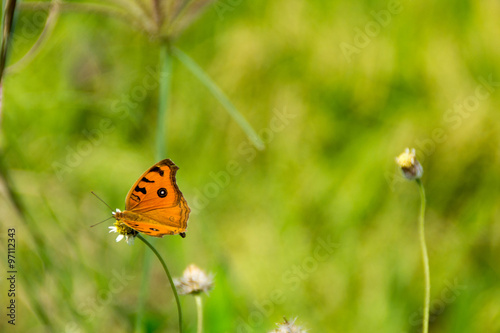 Butterfly in grass © Nokweed