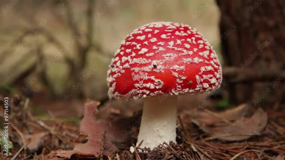 Plano estatico de seta joven Amanita Muscaria en el suelo de un bosque de pinos
Plano estatico de seta joven Amanita Muscaria en el suelo de un bosque de pinos