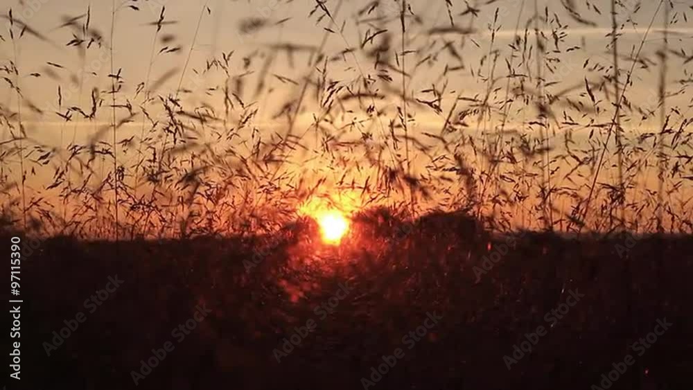 Puesta de sol o atardecer entre  hierbas gramineas moviéndose con el aire