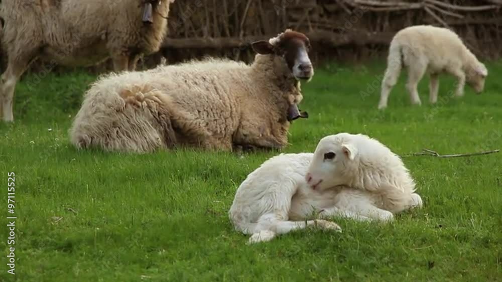 Cordero y Oveja Recostados en la Hierba de un prado verde
Cordero y Oveja Recostados en la Hierba de un prado verde