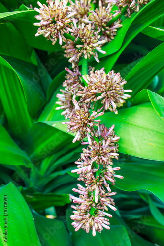 Dracaena fragrans cornstalk flower photo