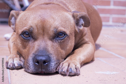 Portrait of dog breed English Staffordshire Bull Terrier