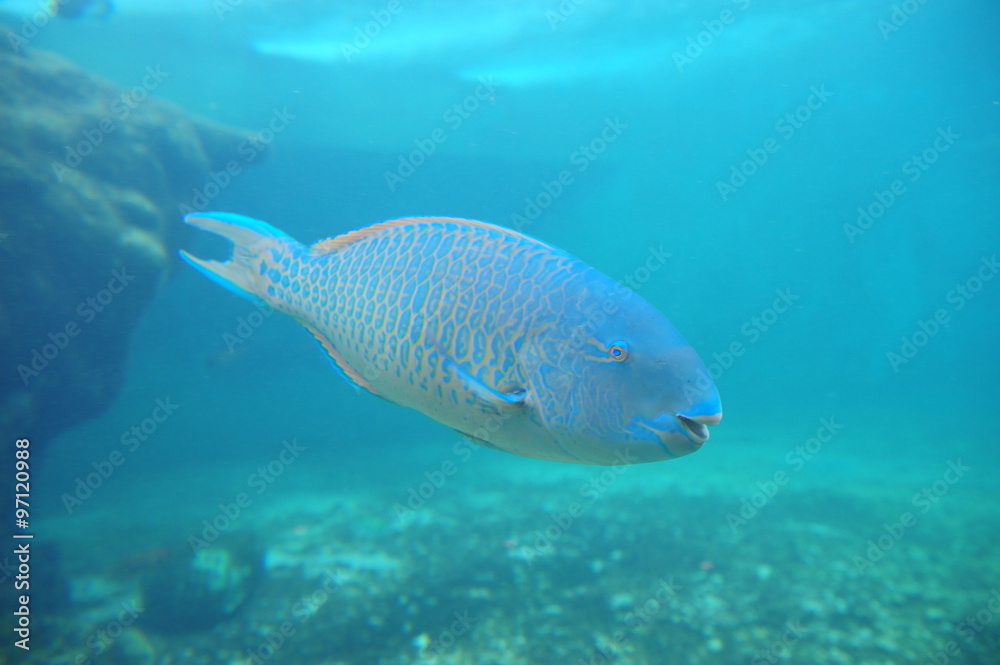Fototapeta premium poisson