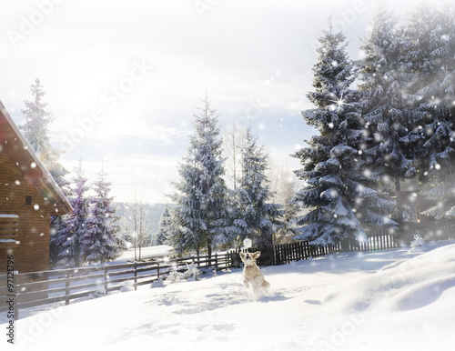 Dog playing in the snow. Mountain cottage. Winter card 