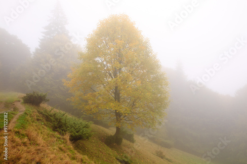 Autumn sycamore in the fog