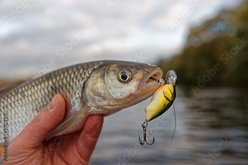 Chub in fisherman's hand