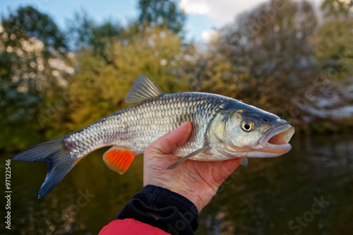 Chub with plastic bait in mouth against river landscape